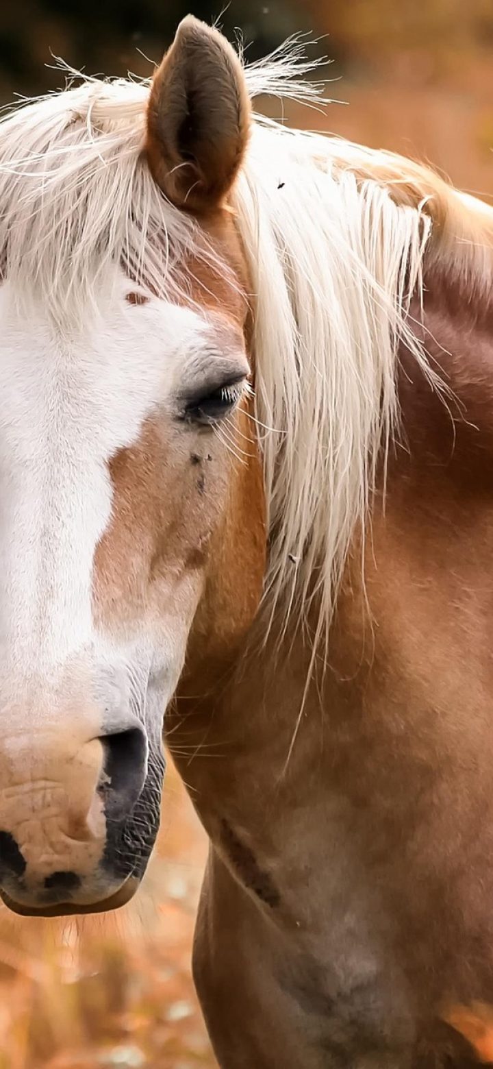 我认为还ok的动漫 App 播放记录页，一列条目右侧标着集数与播放进度，整体为低亮度深色界面